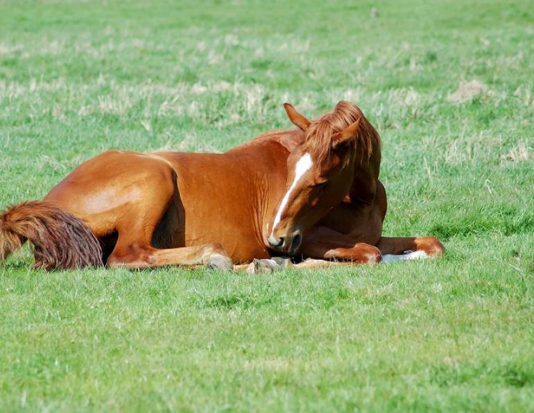 equine grass sickness, equine alzheimers, horse alzheimers, horse grass sickness, university of edinburgh, royal dick school of veterinary studies