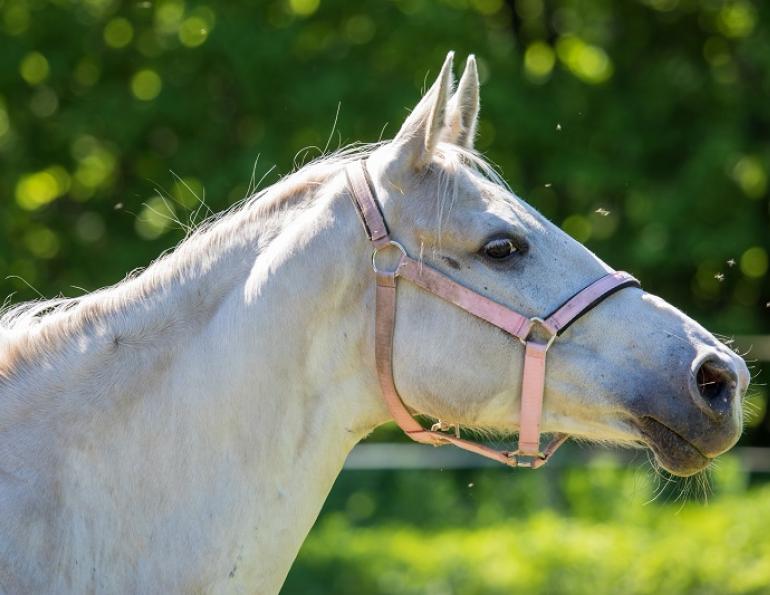 horse illness mosquito-borne, eastern equine encephalitis, western equine encephalitis