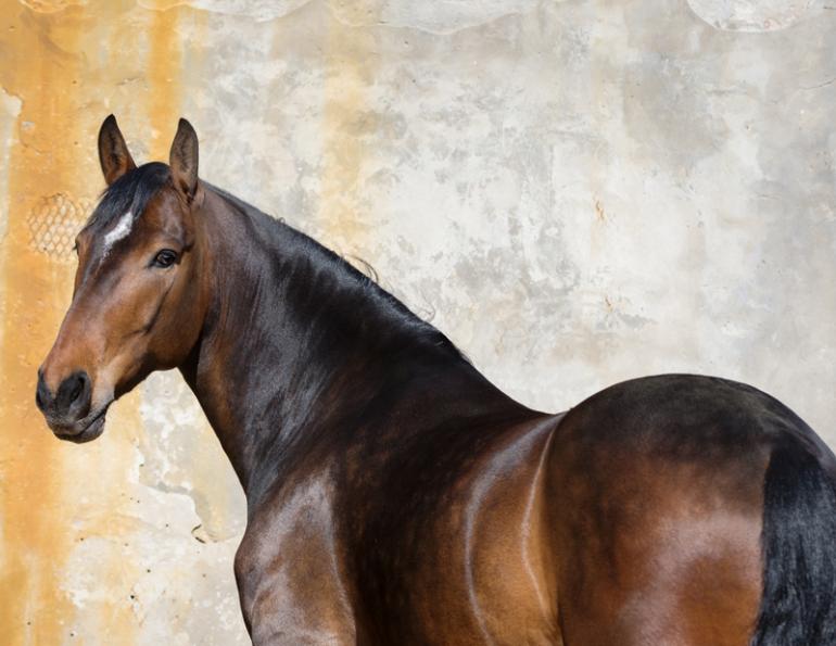 Equine neck; equine cervical vertebrae, intervertebral joints, equine Nuchal Ligament