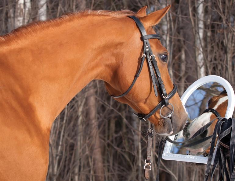 equitation science, how to horses learn, learning theory horses, tania millen, international society for equine science ises