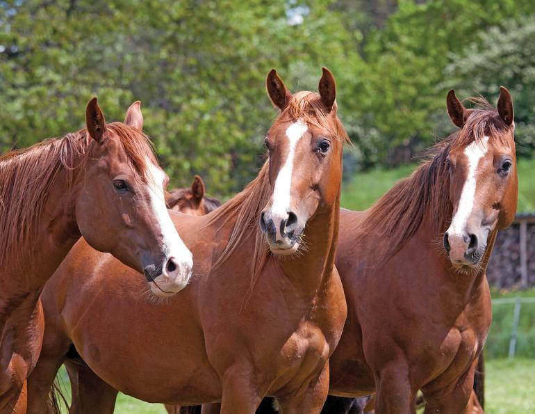 herd integration horses, integrating new horse to herd, equine integration herds, alexa linton, horse psychology, horses in isolation