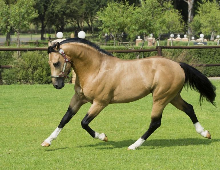 Develop Your Horse’s Topline, protein in horse feed for performance amino acids horses otter co-op feed, athletic horse feed Develop Your Horse’s Topline, protein in horse feed for performance amino acids horses otter co-op feed, athletic horse feed