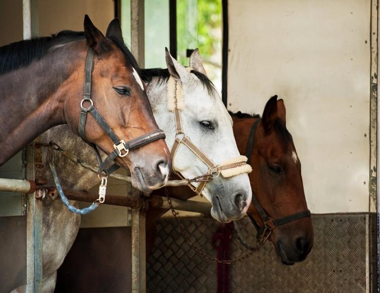 symptoms equine coronavirus, treatment of equine coronavirus, can equine coronavirus pass to humans? ECoV, UC Davis Center for Equine Health