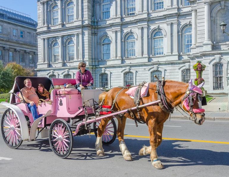 horse carriage ban montreal horse ban, quebec horse ban, caleche horses, old montreal horse