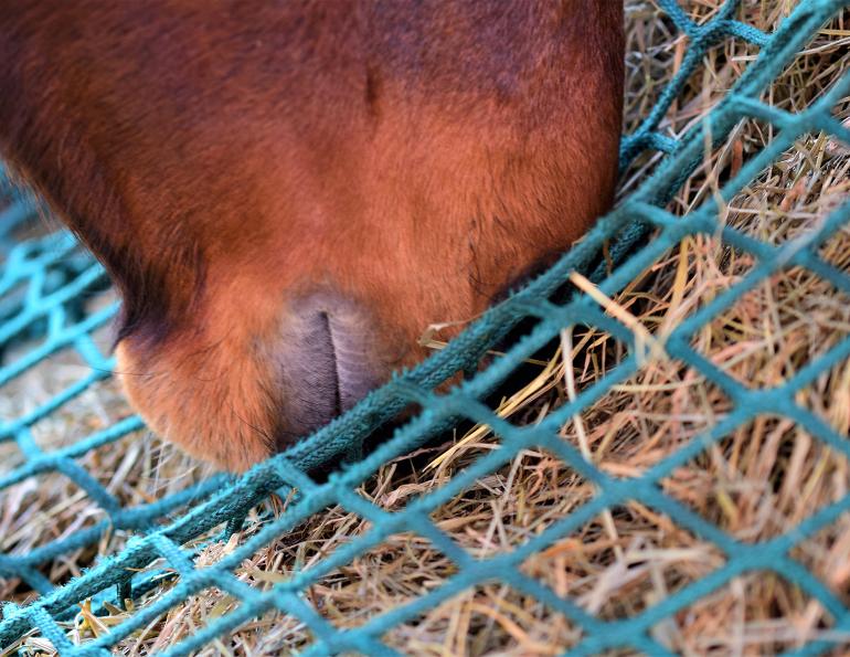 steaming hay, should i steam my horse's hay, how much protein horse, protein intake horse, horse feed protein, recommended protein horse, equestrian feed protein, equine science update mark andrews