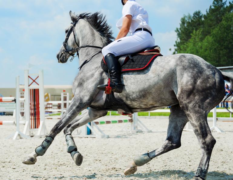 rehoming a thoroughbread, are racehorses adoptable, equine science update, should i rescue a retired racehorse?