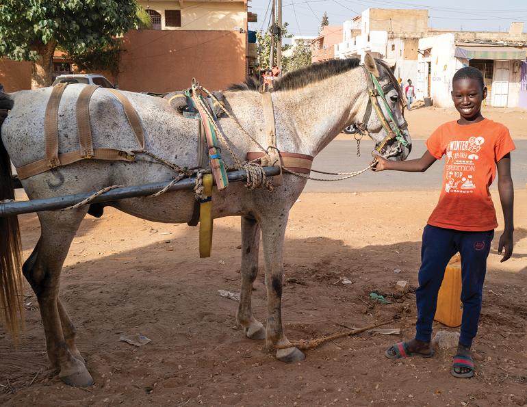 welfare horses, animals are sentient beings, equine science update, horse psychology, welfare horses in canada