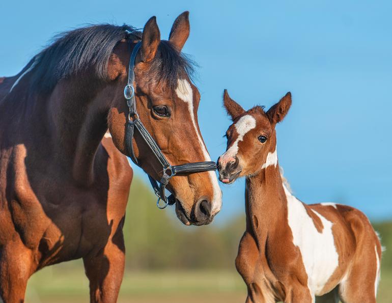 Does plastic affect equine reproduction, environmental effects on horse breeding, equine Artificial insemination, alternatives to equine plastic semen straws, equine insemination catheters, the effect of plastic on equine reproduction