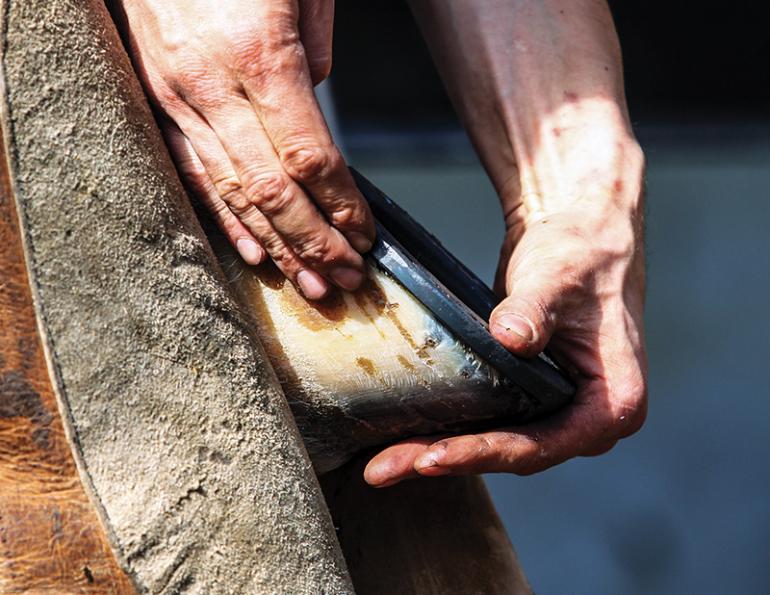 therapeutic horseshoeing, healthy hooves horses, therapeutic shoeing, dr steve chiasson, roller motion horse shoe, suspensory horse shoe