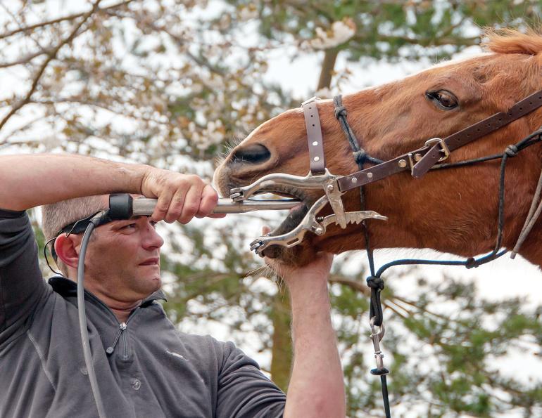equine veterinarian shortage Canada, equine vet safety, veterinary workplace injuries, equine vet burnout, horse vet availability, equine industry Canada, veterinary well-being, horse owner access to vets, equine veterinary workforce, PPE for equine vets