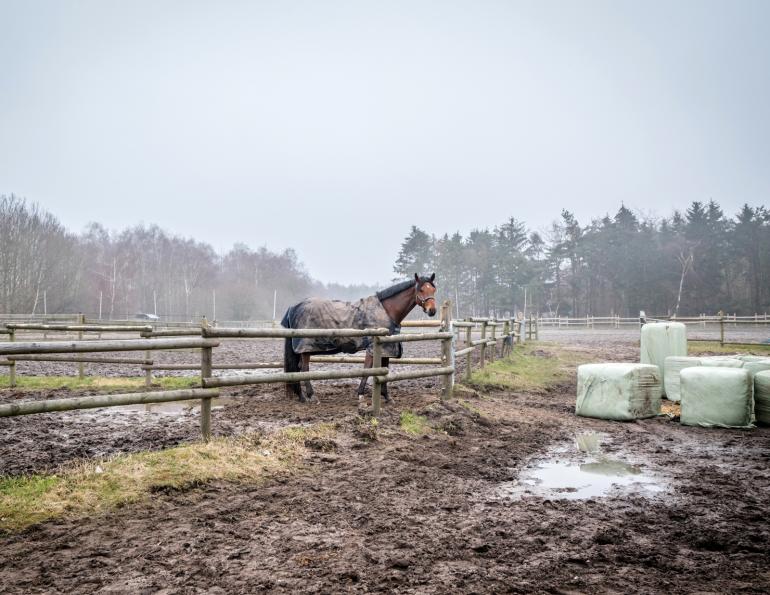 muddy paddock, mud horse, muddy hooves, footing grid, horse sacrifice area, horse paddock, pasture management