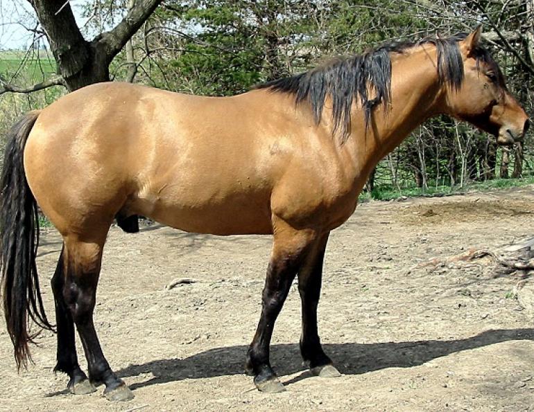 equine navicular, horse navicular, navicular syndrome horse, horse hooves, navicular disease horses, horse lameness