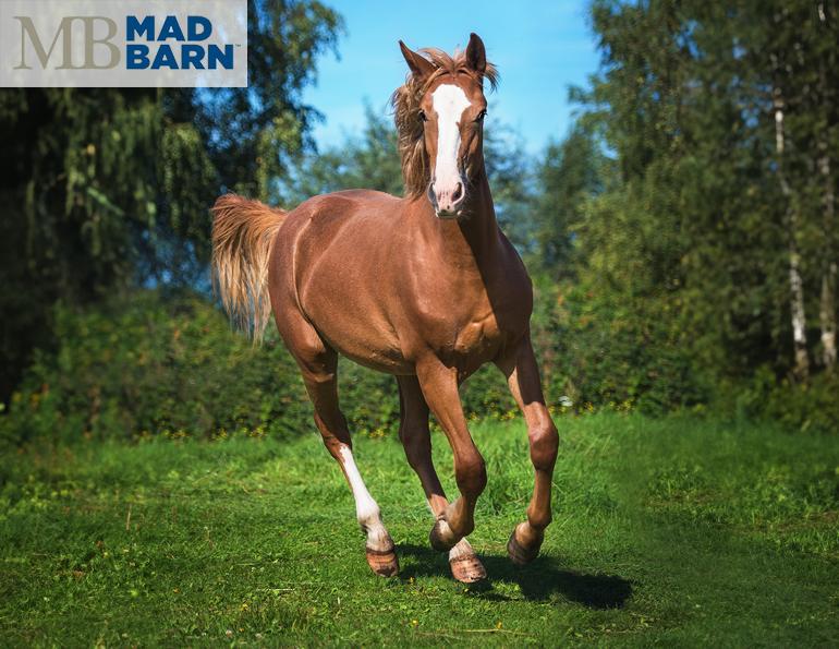 mad barn, scott cieslar, equine nutrition, mad barn free socks, equine health, horse supplements canada, nutritional supplements for horses