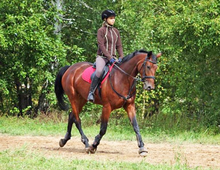 spring conditioning horse, spring horse exercises, prepping your horse for show, exercising horse, jec ballou, equine groundwork, horse, dressage horse exercises, jumper horse exercises, western horse exercises, hunter horse exercises