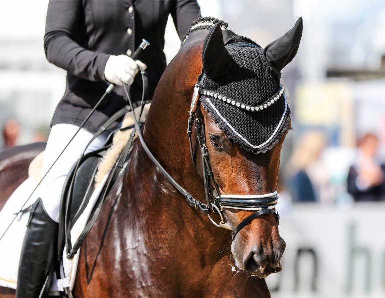 horse council bc news, bc summer games 2021, how to compete in bc summer games, game ready camp, horse events bc summer games