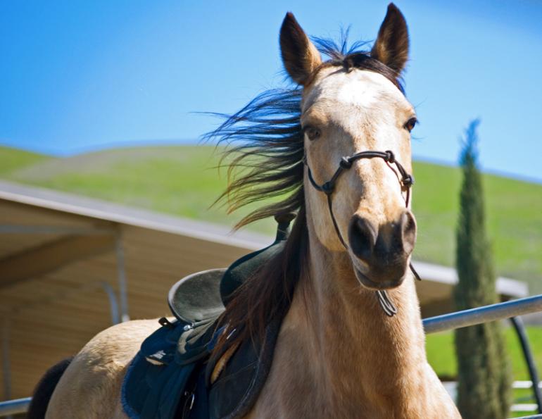 Disciplining the Trail Horse, horse Herd Mechanics, controlling Trail Horse