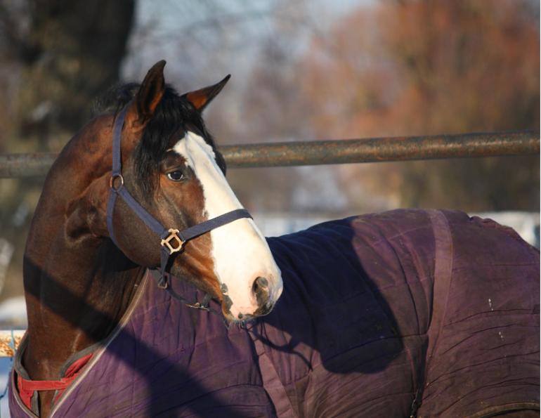 horse rug causes overheating, overheating horses, equine thermoneutral zone, sweet itch rug covers, equine thermoregulation