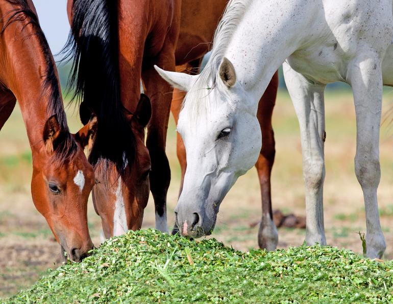 switching horse forage, switching to a new hay for horse, equine portal, jackie bellamy-zions, how to transition horse to new hay