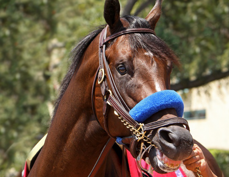 horse chain, horse abuse, hiaa, horse industry association of alberta, chaining a horse horse chain, horse abuse, hiaa, horse industry association of alberta, chaining a horse