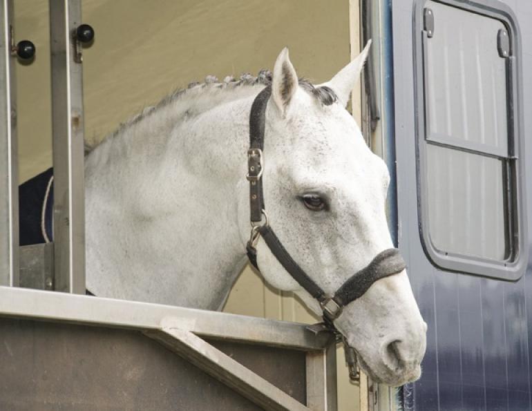 Horse Trailer Hauling, horse transport, transporting horses, special needs horses, trailering horses, trailering difficult horse, loading a difficult horse
