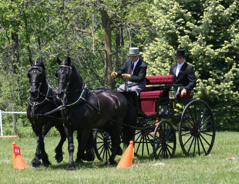 stonecreek friesians, 2-horse friesian carriage