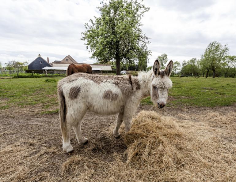 feeding differences between horses and donkeys,  what do donkeys eat?, donkey diet, donkey obesity, donkey feeding strategies, do donkeys and horses eat the same diet?