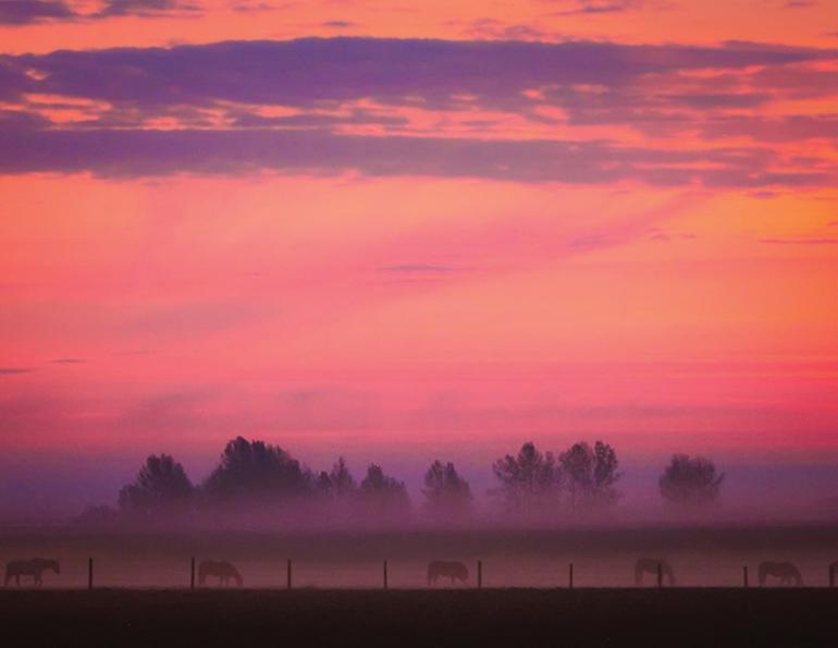wildfire smoke horses, protect horse smoke inhalation, how to tell if wildfire smoke dangers horses, smoke on a horse farm, air quality index
