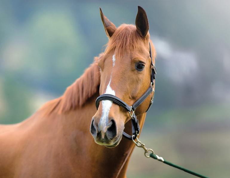 horse massages, equine fitness plans for horses, warm-ups for horses, jec ballou fitness & performance, groundwork exercises for horses, stretches for horses