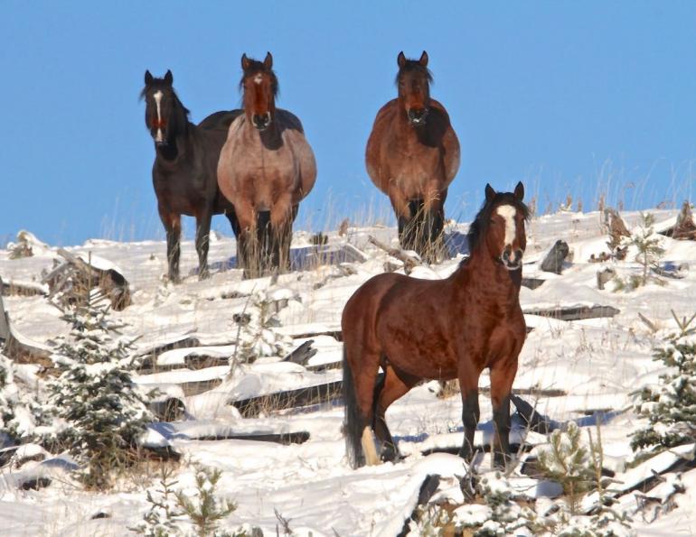 Canada’s Wild Horse Herd, sable island horses, 150 years canada horses, ancient horse in canada, equus lambei, sable island national park reserve, horses in chilcotin's brittany triangle Canada’s Wild Horse Herd, sable island horses, 150 years canada horses, ancient horse in canada, equus lambei, sable island national park reserve, horses in chilcotin's brittany triangle