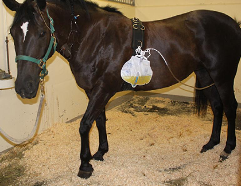 equine canada sanctioned drugs, ec drugs, western college of veterinary medicine, wcvm, nsaid horse, previcox, equioxx