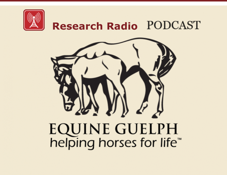 equine stem cell therapy, equine guelph research radio, ontario veterinary college