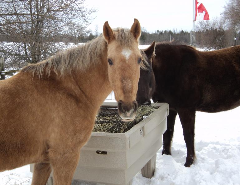 hay optimizer, feeding horses hay in winter, horse grazing summer, turnout for horses summer, horse winter turnout