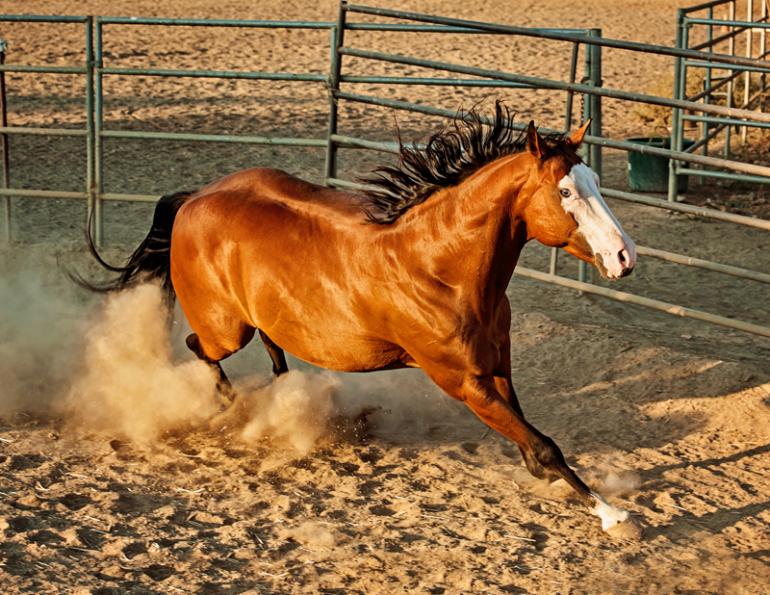 Jec Ballou, horse trainer, jec aristotle ballou, western dressage, jec ballou, dressage exercises for horse and rider, equine fitness Jec Ballou, horse trainer, jec aristotle ballou, western dressage, jec ballou, dressage exercises for horse and rider, equine fitness