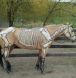 equine massage courses, equine rehab, sidonia mcintyre equine massage, school of equine massage and rehabilitation therapies
