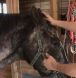 equine massage courses, equine rehab, sidonia mcintyre equine massage, school of equine massage and rehabilitation therapies