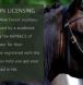 new forest pony for sale, new forest pony breeding, ponies for sale,