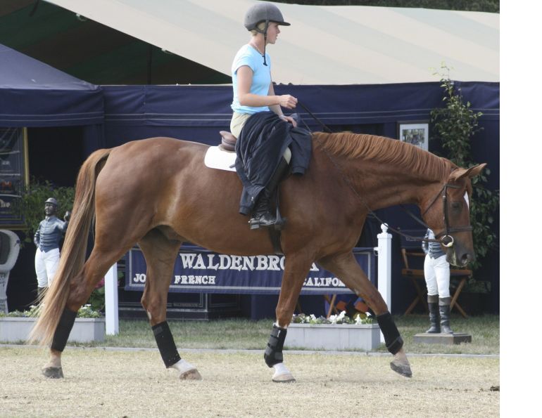 Equine Symptomatic Lameness, Why is my horse lame? Why does my horse keep stumbling? Why does my horse trip over his own feet? Symptomatic lameness right hind leg, detecting Equine Symptomatic Lameness Equine Symptomatic Lameness, Why is my horse lame? Why does my horse keep stumbling? Why does my horse trip over his own feet? Symptomatic lameness right hind leg, detecting Equine Symptomatic Lameness