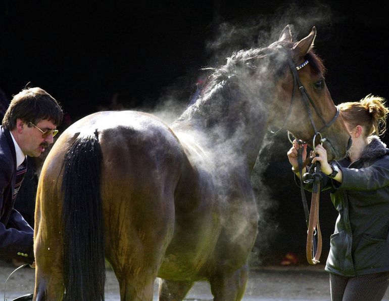 thumps in horses, synchronous diaphragmatic flutter, horse electrolyte imbalance, sweating and electrolyte loss in horses, endurance horse health, horse dehydration, calcium imbalance in horses, phrenic nerve dysfunction, performance horse nutrition, preventing thumps in horses, electrolyte supplementation for horses