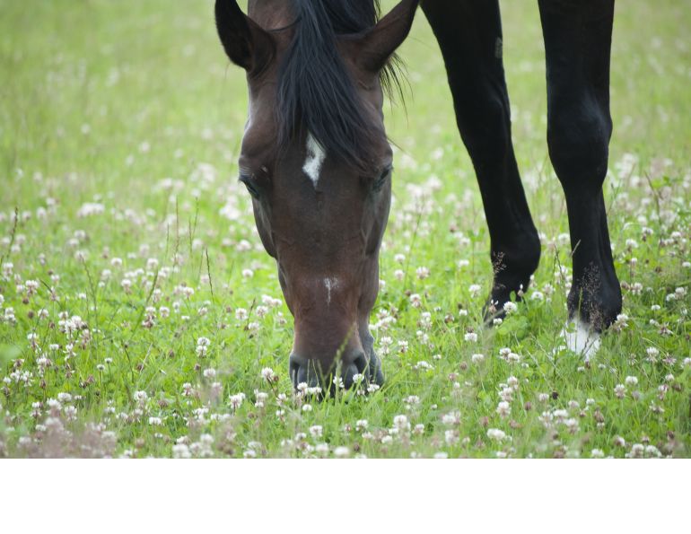Basics of Horse Pasture Management Basics of Horse Pasture Management