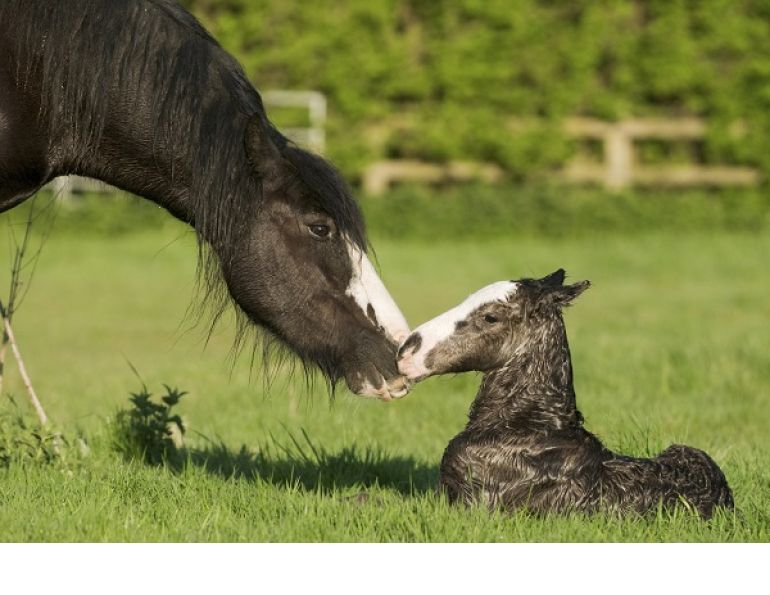 foal illness, foal in utero, foal won't nurse, equine neonatal sepsis, american association of equine practitioners, aaep foal illness, foal in utero, foal won't nurse, equine neonatal sepsis, american association of equine practitioners, aaep