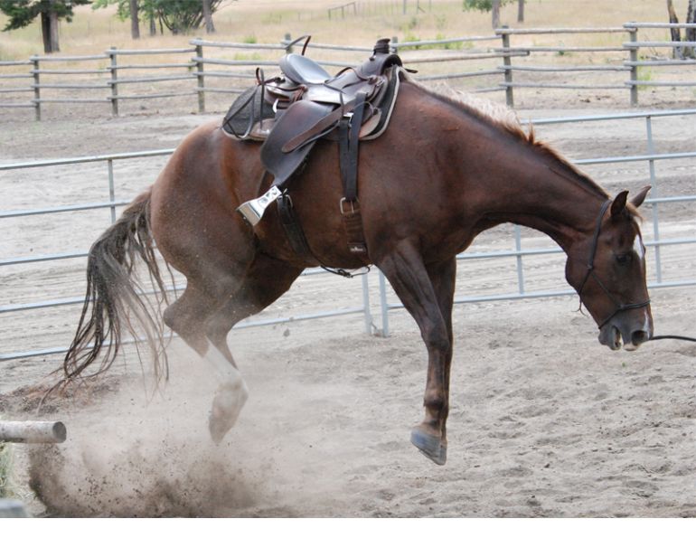 how to stop a horse bucking, my horse won't stop bucking, jonathan field, natural horsemanship, exercises to stop bucking, my horse won't canter