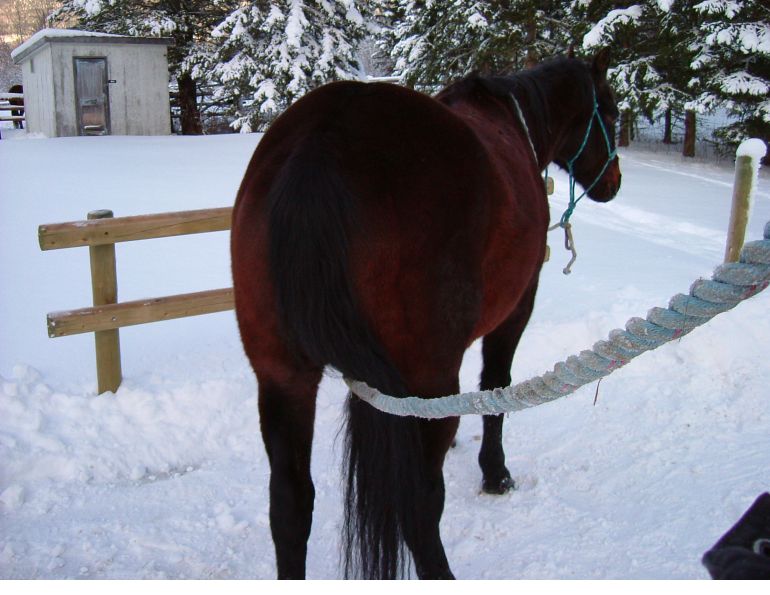 horse feet care, horse foot care, horse hoof care, horse foot health