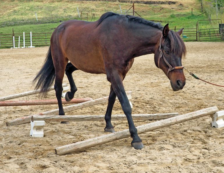 jec ballou books, jec ballou horse fitness trainer, groundwork exercises horses, books on horse groundwork, 33 strength and fitness workouts for horses, how to horse serpentines, how to horse turn-on-the huanches