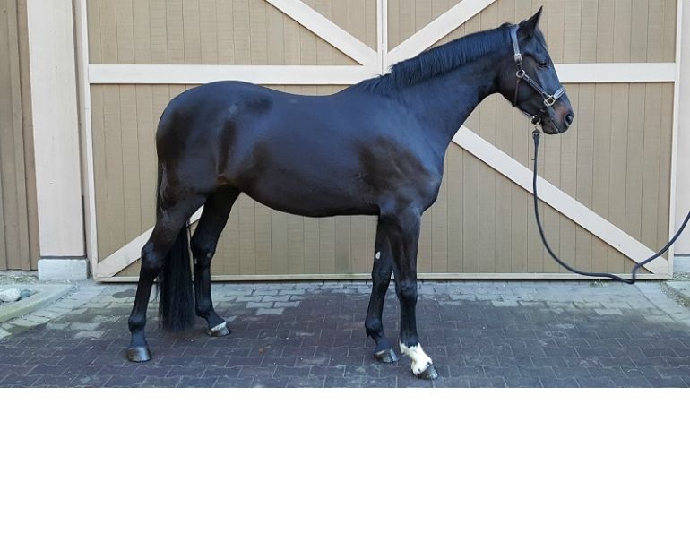 How to Take a Great  horse Conformation Photo, equine confirmation, selling a horse, how to sell a horse, all ears selfie app