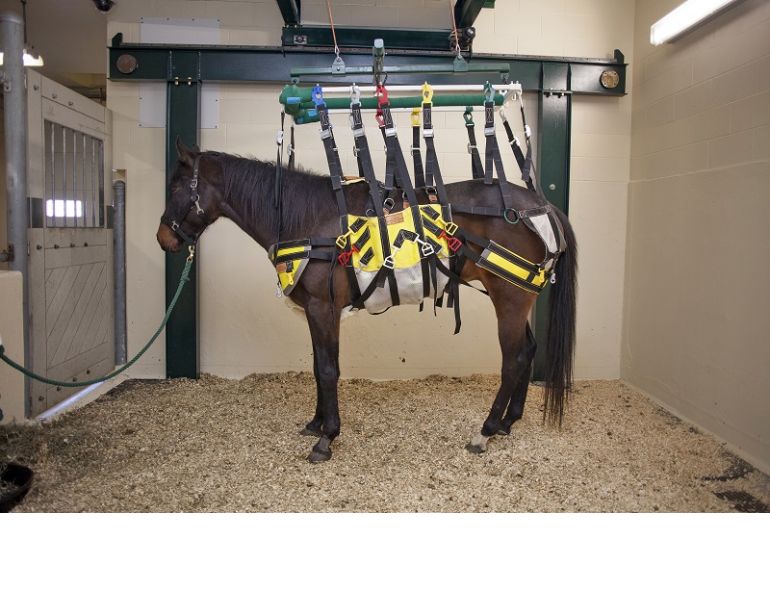 barbaro rehabilitation, barbaro treatment, equine rehabilitation, horse boken bone, broken leg horse, western college of veterinary medicine, wcvm