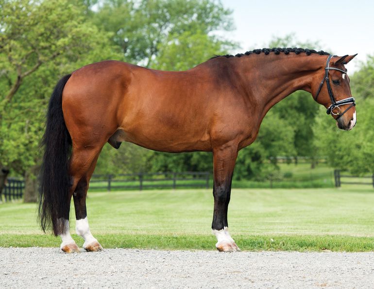 photo of horse using phone, take best horse photos, how to take a conformation photo of horse, make horse look good in photo, shawn hamilton