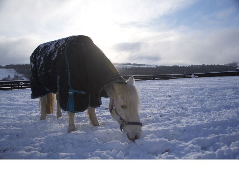 hydration horses winter, how to water horse winter
