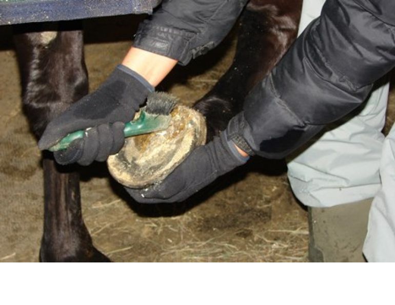 Proper Hoof Care