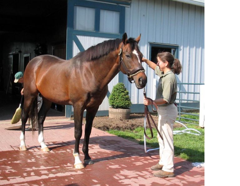 equine business, horse business, equine ad design, horse ad design, herbs for horses, redmond rock, we cover, gardner fence, canadian horse journal, horsejournals.com, andis horse clippers
