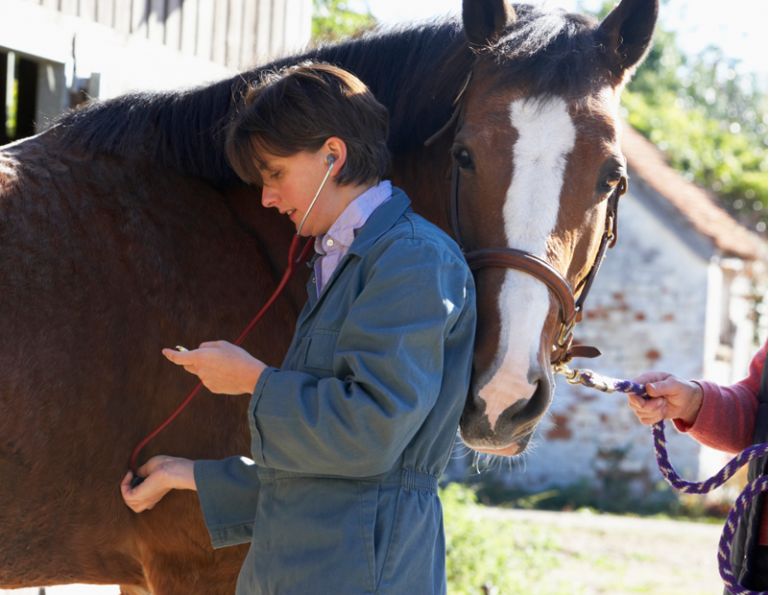 equine heart, horse heart, equine arrhythmia, equine death, horse death, horse arrhythmia,  equine systemic, equine myocardial